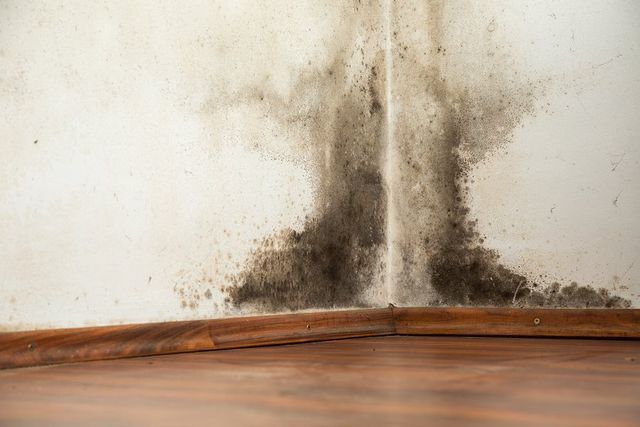Black Mold Removal — Hathaway Environmental in Abilene, KS