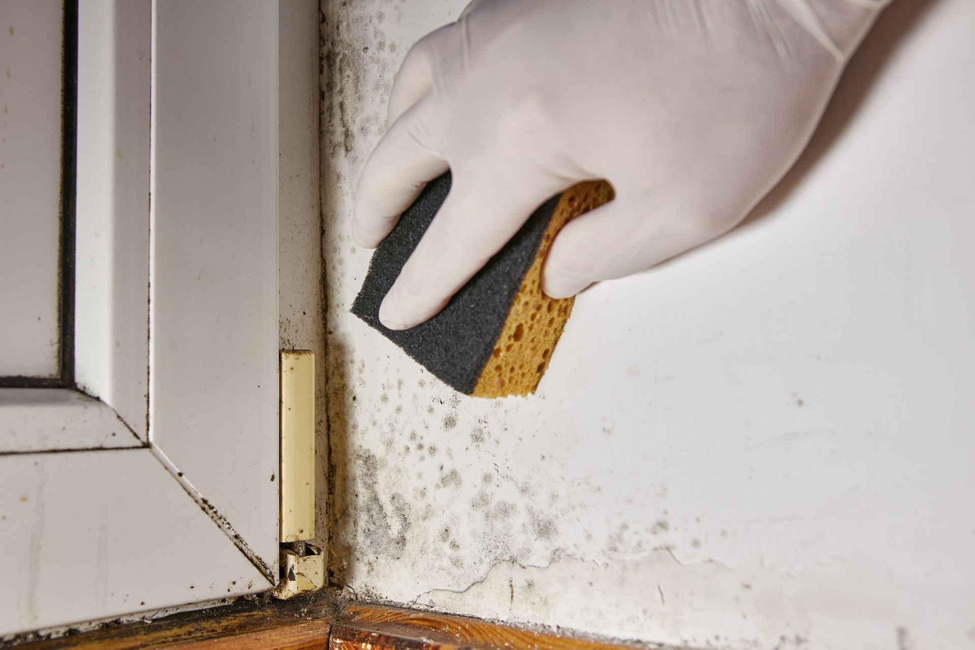 removing mold from commercial building
